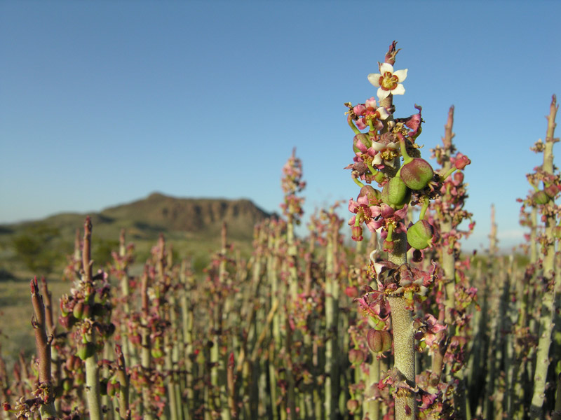 Candellia - a member of the Euphorbia family