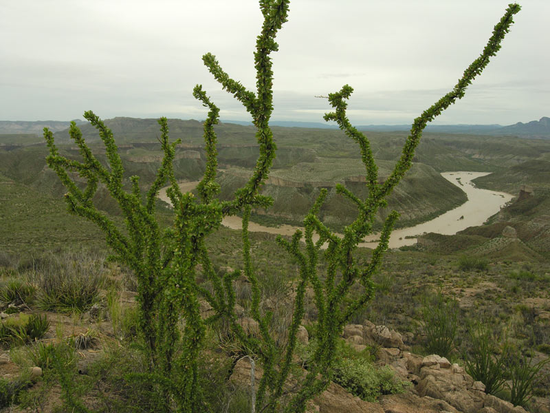 Mesa de Anguila